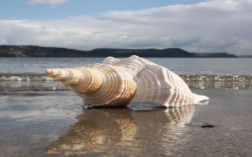 shell wallpaper  from Chrome web store to be run with OffiDocs Chromium online