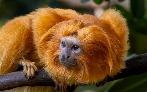Shiny orange haired monkey  from Chrome web store to be run with OffiDocs Chromium online