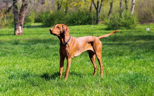 Shiny yellow dog  from Chrome web store to be run with OffiDocs Chromium online