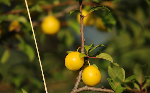 Shiny yellow plum  from Chrome web store to be run with OffiDocs Chromium online