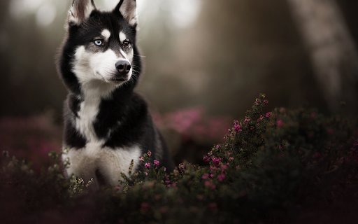 Siberian Husky with Heterochromia  from Chrome web store to be run with OffiDocs Chromium online
