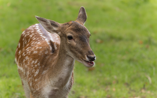 Sika deer in the meadow from Chrome web store to be run with OffiDocs Chromium online Sika deer in the meadow from Chrome web store to be run with OffiDocs Chromium online
