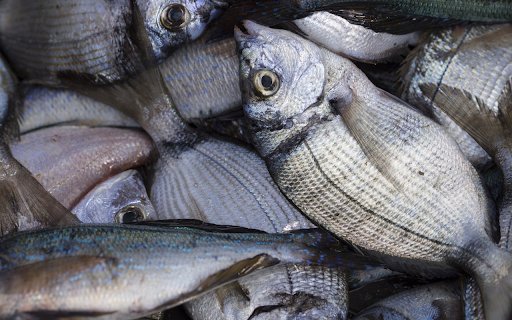 Silver sea fish  from Chrome web store to be run with OffiDocs Chromium online