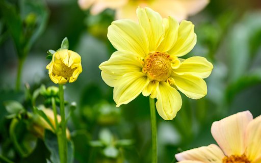 Single petaled yellow dahlia  from Chrome web store to be run with OffiDocs Chromium online