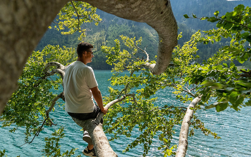 Sitting on a tree from Chrome web store to be run with OffiDocs Chromium online Sitting on a tree from Chrome web store to be run with OffiDocs Chromium online