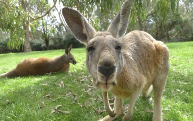 Skippy dari kedai web Chrome untuk dijalankan dengan OffiDocs Chromium dalam talian