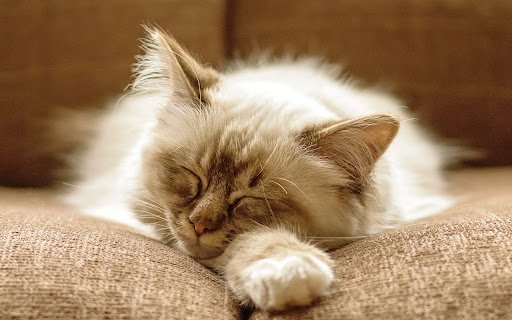 Sleeping Cat  from Chrome web store to be run with OffiDocs Chromium online