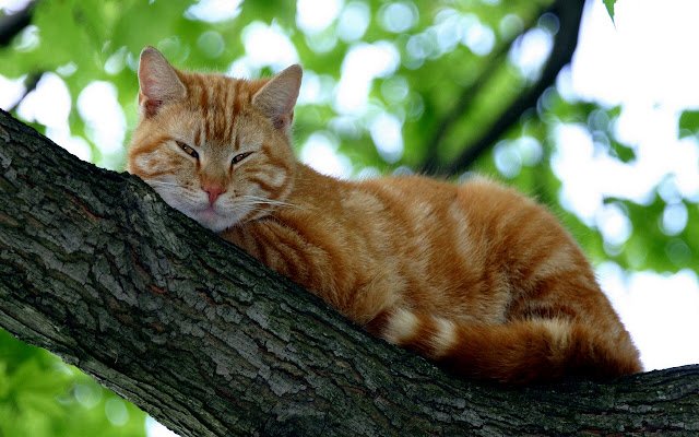 Sleeping Cat ຈາກຮ້ານເວັບ Chrome ທີ່ຈະດໍາເນີນການກັບ OffiDocs Chromium ອອນໄລນ໌