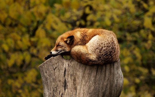 Sleeping fox  from Chrome web store to be run with OffiDocs Chromium online