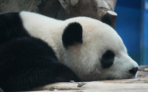 Sleeping Panda  from Chrome web store to be run with OffiDocs Chromium online