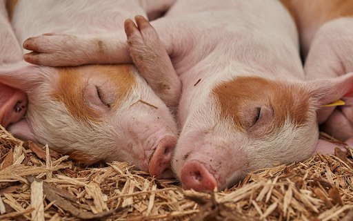 Sleeping pig  from Chrome web store to be run with OffiDocs Chromium online