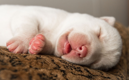 Sleeping Puppy: A Bundle of Cuteness and Comfort  from Chrome web store to be run with OffiDocs Chromium online