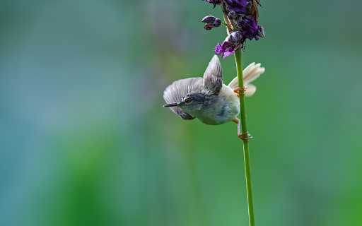Small birds and flower branches  from Chrome web store to be run with OffiDocs Chromium online