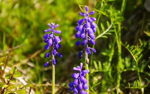 Small Blue Flowers  from Chrome web store to be run with OffiDocs Chromium online