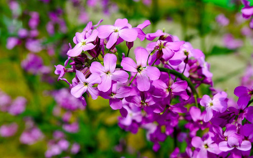 Small bunch of purple flowers  from Chrome web store to be run with OffiDocs Chromium online