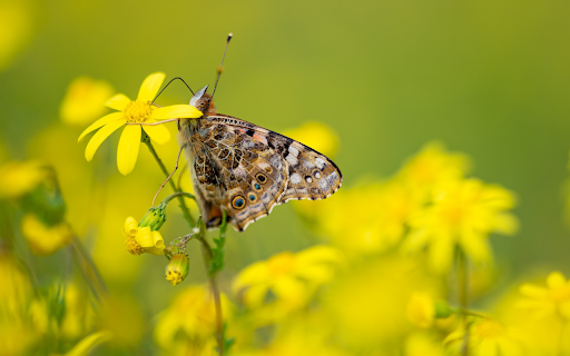 Small butterflies and yellow flowers  from Chrome web store to be run with OffiDocs Chromium online