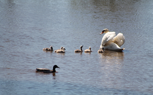 Small flock of swans  from Chrome web store to be run with OffiDocs Chromium online
