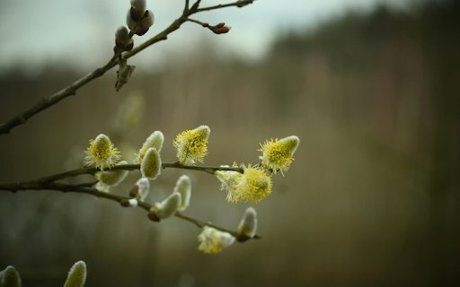 Small flower branch from Chrome web store to be run with OffiDocs Chromium online Small flower branch from Chrome web store to be run with OffiDocs Chromium online