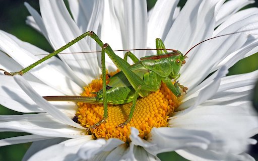 Small grasshopper and flower  from Chrome web store to be run with OffiDocs Chromium online