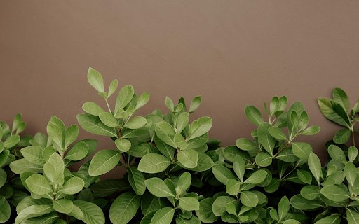 Small Green Tree from Chrome web store to be run with OffiDocs Chromium online Small Green Tree from Chrome web store to be run with OffiDocs Chromium online