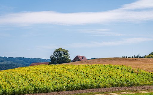 Small house and flower field  from Chrome web store to be run with OffiDocs Chromium online