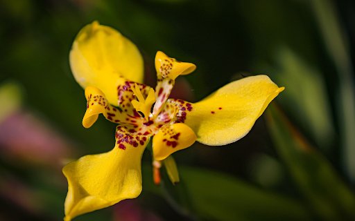 Small Orchid  from Chrome web store to be run with OffiDocs Chromium online