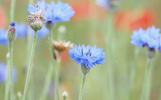 Small petaled blue flowers  from Chrome web store to be run with OffiDocs Chromium online