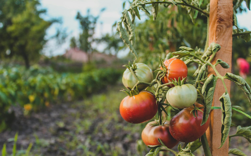 Small, pretty ripe tomatoes  from Chrome web store to be run with OffiDocs Chromium online