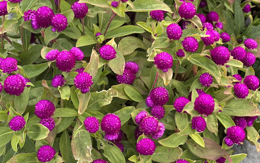 Small purple chrysanthemum  from Chrome web store to be run with OffiDocs Chromium online