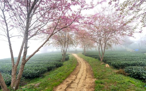 Small road full of flowers  from Chrome web store to be run with OffiDocs Chromium online