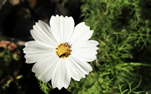 Small White Flower  from Chrome web store to be run with OffiDocs Chromium online