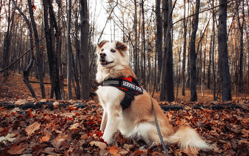 Smart dog  from Chrome web store to be run with OffiDocs Chromium online