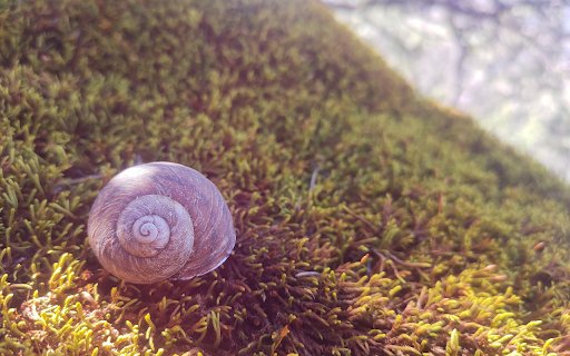 Snail crawling on moss in the sun  from Chrome web store to be run with OffiDocs Chromium online