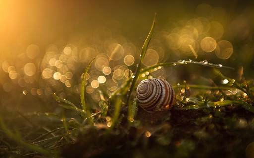 Snail crawling on the grass  from Chrome web store to be run with OffiDocs Chromium online