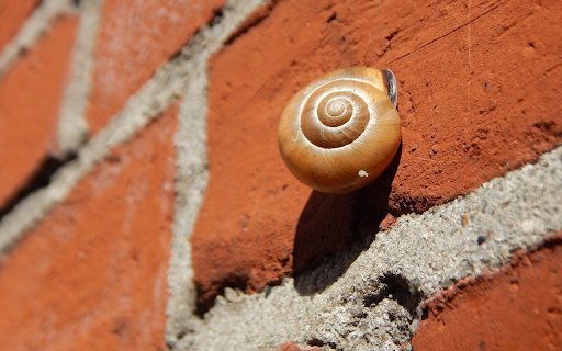 Snail on red wall  from Chrome web store to be run with OffiDocs Chromium online