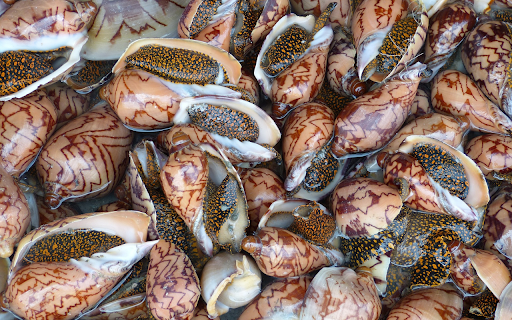 snails  from Chrome web store to be run with OffiDocs Chromium online