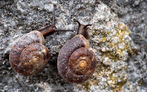 Snails on the Rock from Chrome web store to be run with OffiDocs Chromium online Snails on the Rock from Chrome web store to be run with OffiDocs Chromium online