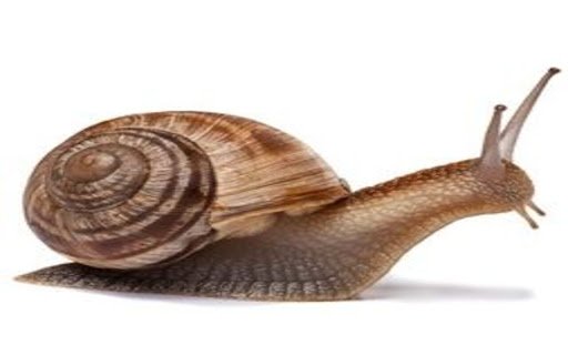 snail wallpaper  from Chrome web store to be run with OffiDocs Chromium online