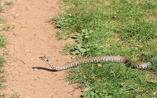Snake on Grass from Chrome web store to be run with OffiDocs Chromium online Snake on Grass from Chrome web store to be run with OffiDocs Chromium online