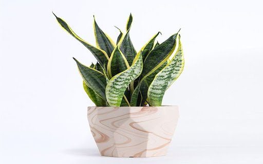 snake plant wallpaper  from Chrome web store to be run with OffiDocs Chromium online