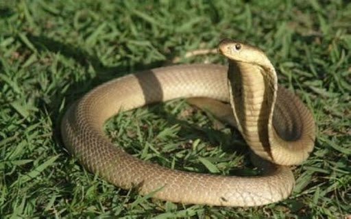 snake wallpaper  from Chrome web store to be run with OffiDocs Chromium online