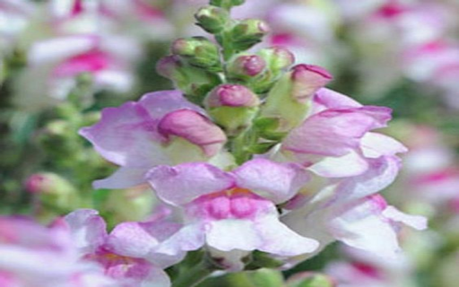 Snapdragons Flower wallpaper from Chrome web store to be run with OffiDocs Chromium online Snapdragons Flower wallpaper from Chrome web store to be run with OffiDocs Chromium online
