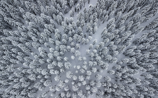 Snow covers the forest  from Chrome web store to be run with OffiDocs Chromium online