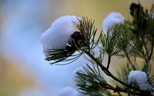 Snow flowers from Chrome web store to be run with OffiDocs Chromium online Snow flowers from Chrome web store to be run with OffiDocs Chromium online