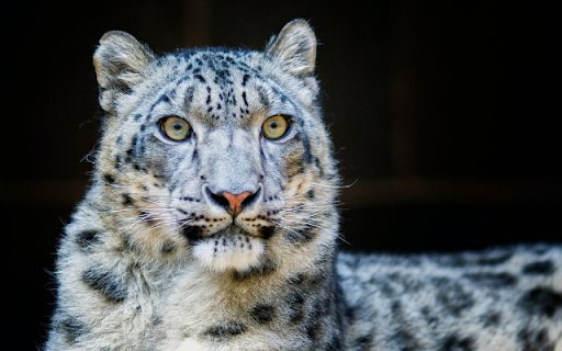 Snow Leopard from Chrome web store to be run with OffiDocs Chromium online Snow Leopard from Chrome web store to be run with OffiDocs Chromium online