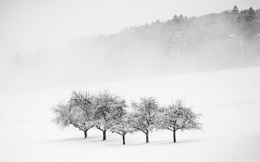 SNOW TREE Theme  from Chrome web store to be run with OffiDocs Chromium online SNOW TREE Theme  from Chrome web store to be run with OffiDocs Chromium online