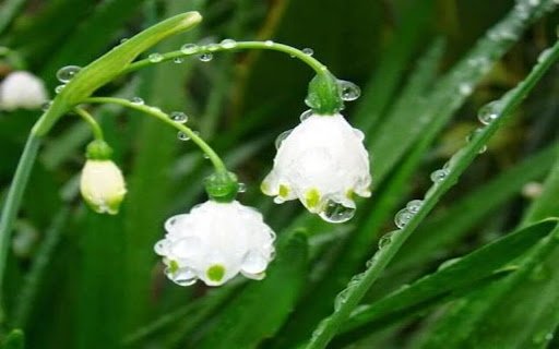 snow tree wallpaper  from Chrome web store to be run with OffiDocs Chromium online