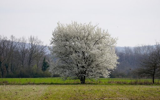 Snow white flower tree  from Chrome web store to be run with OffiDocs Chromium online