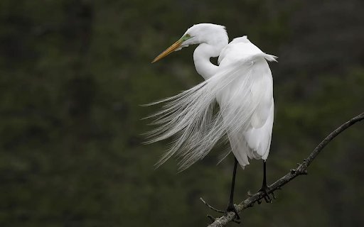Snowy egret  from Chrome web store to be run with OffiDocs Chromium online