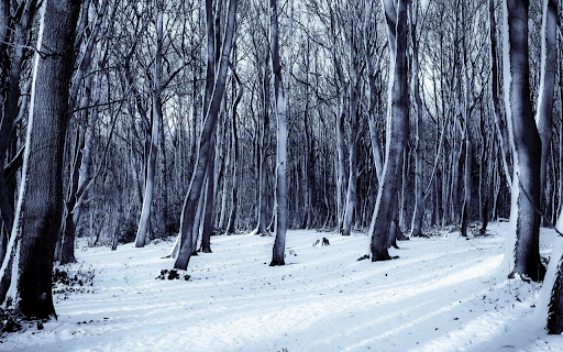 Snowy Winter Forest  from Chrome web store to be run with OffiDocs Chromium online